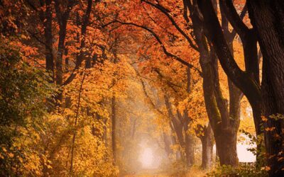 De mooiste locaties voor herfstwandelingen in Nederland