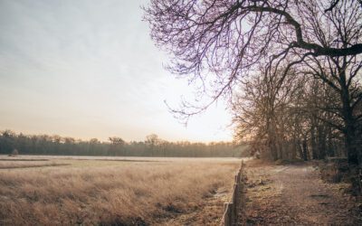 Trage Tocht Bilthoven: Panbos, Beerschoten en Houdringe