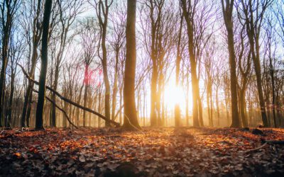Trage Tocht Drie: het Speulderbos