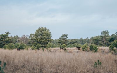 De Maashorst, een wandelroute langs knooppunten