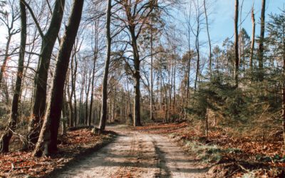 Wandelroute Kort & Prachtig Maarsbergen Oost
