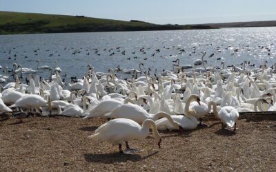 Wandelroute rondom Abbotsbury vanaf de Swannery
