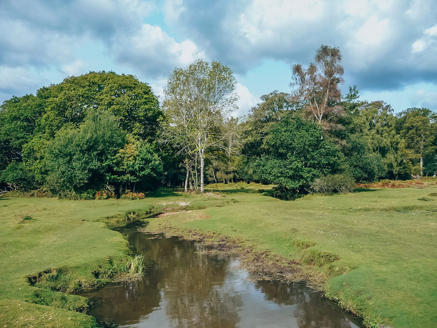 Wandelen door New Forest National Park Wandeldingen.nl