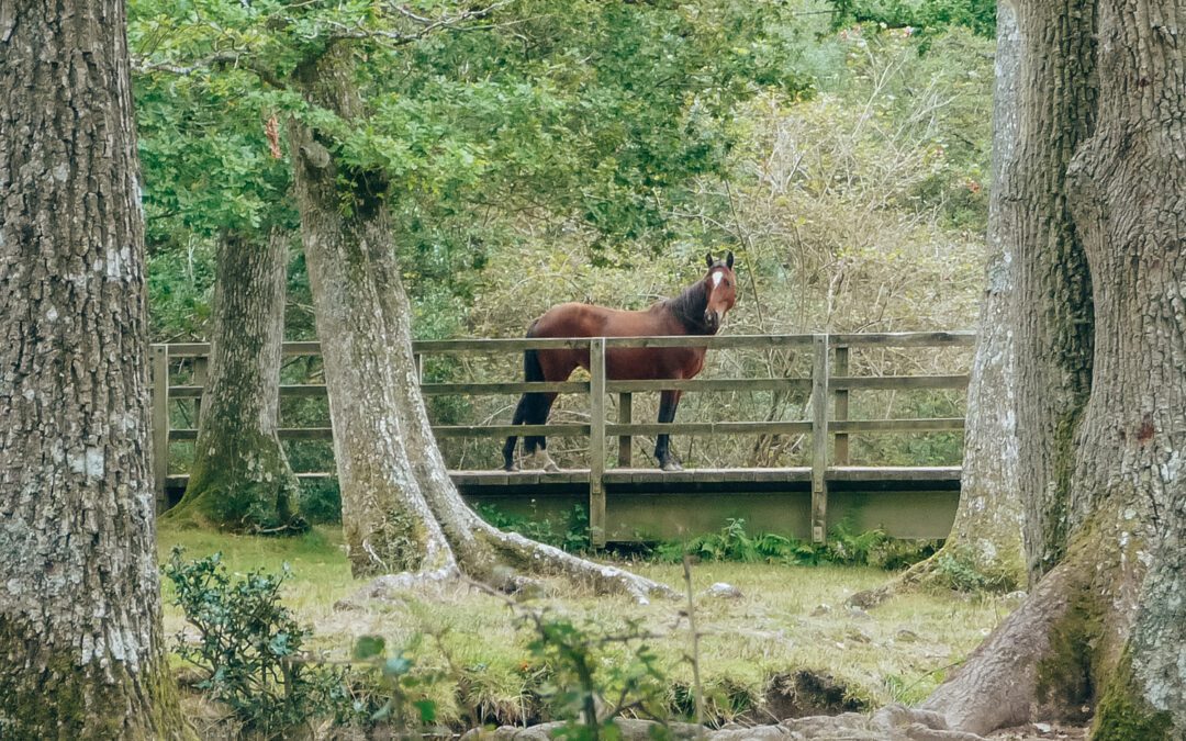 new forest national park