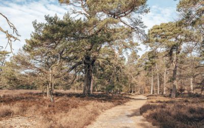 Wandelen over De Dellen en De Renderklippen