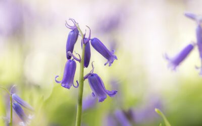 Wandelen door het Hyacintenbos Ockenburg