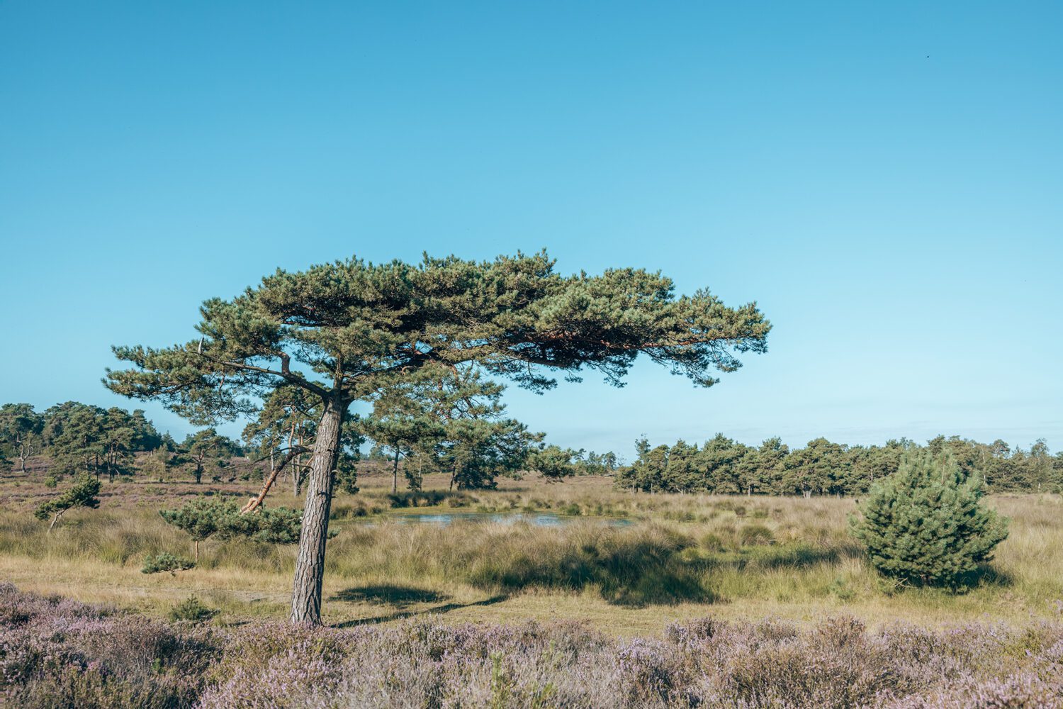 wandelroute schaap