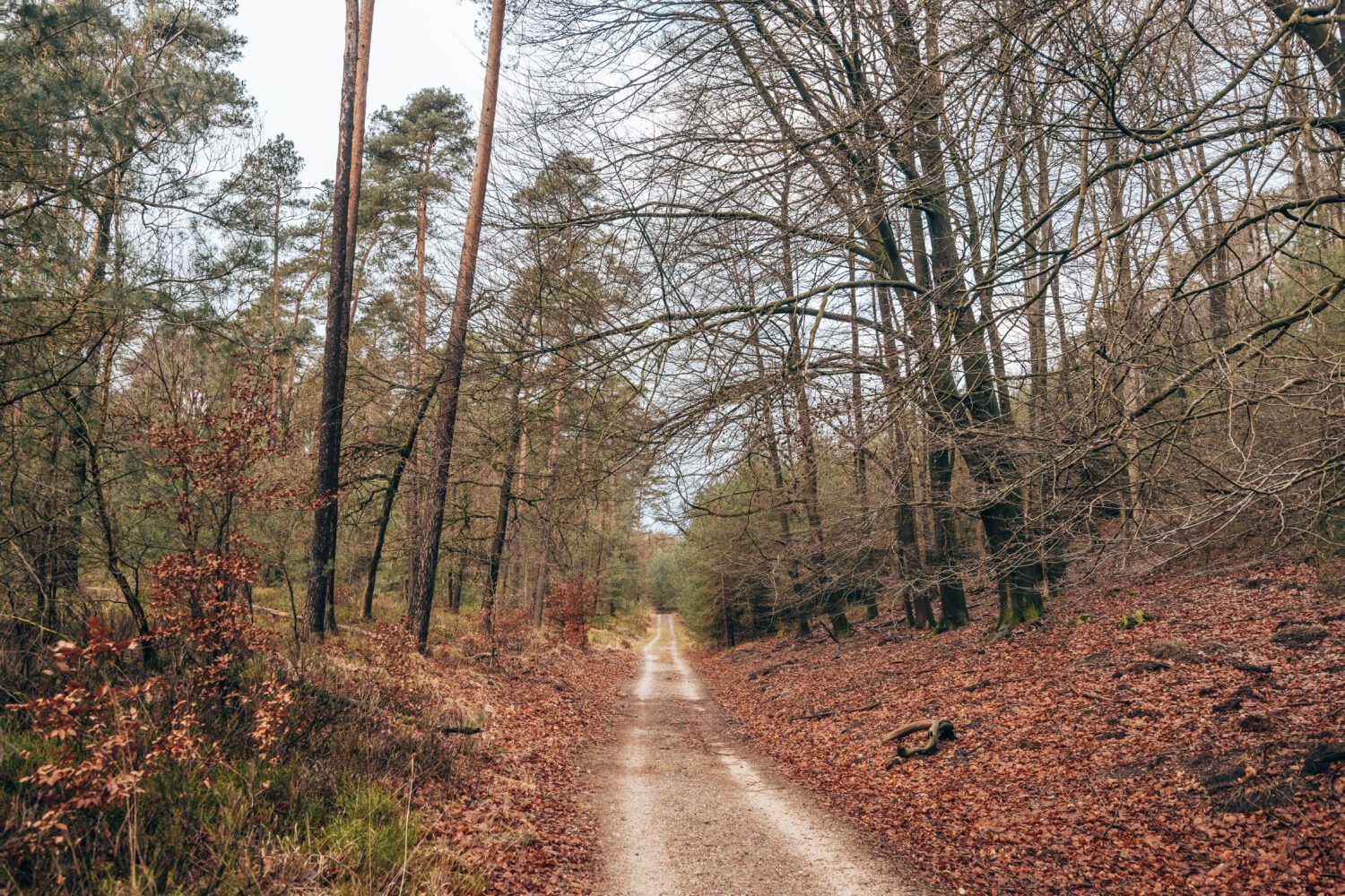 Wieselse Bos