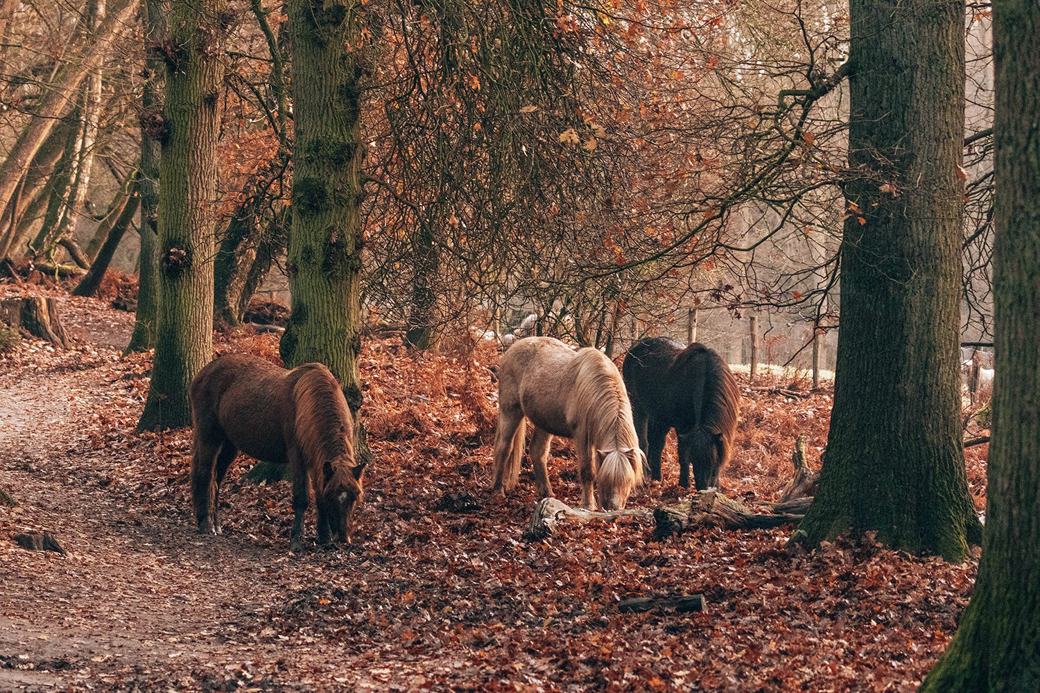mooiste wandelroutes veluwe