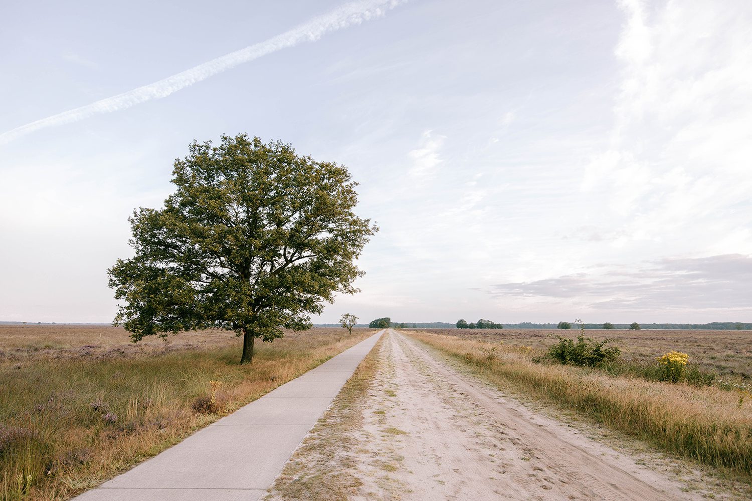 wandelroutes Dwingelderveld