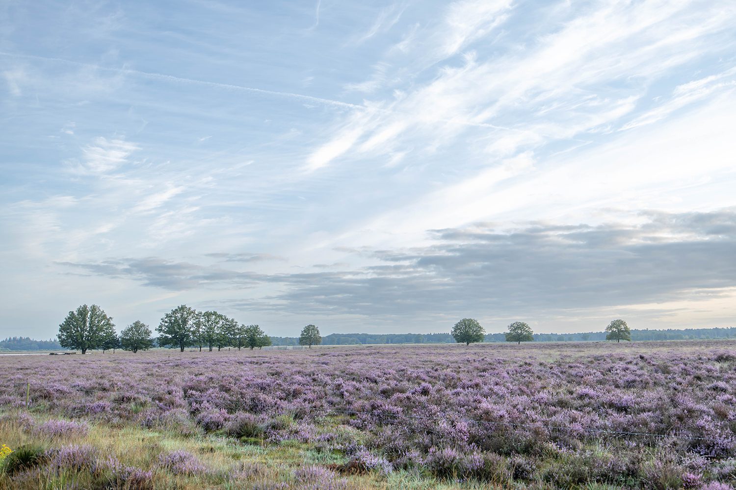 wandelroutes Dwingelderveld