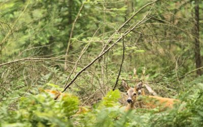 10x Wandelen bij Putten 