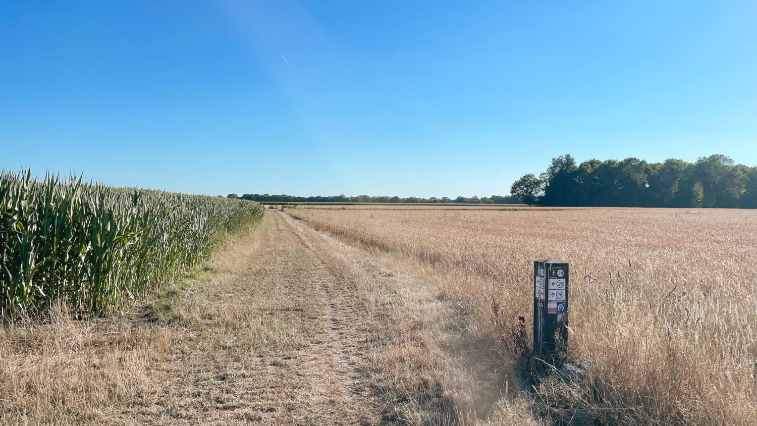 wandelroutes Dwingelderveld