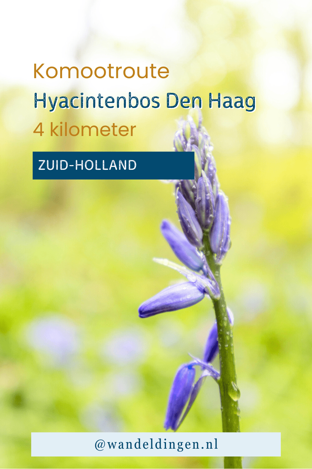hyacintenbos den haag