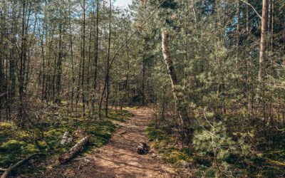 Wandelroute Spanderswoud 