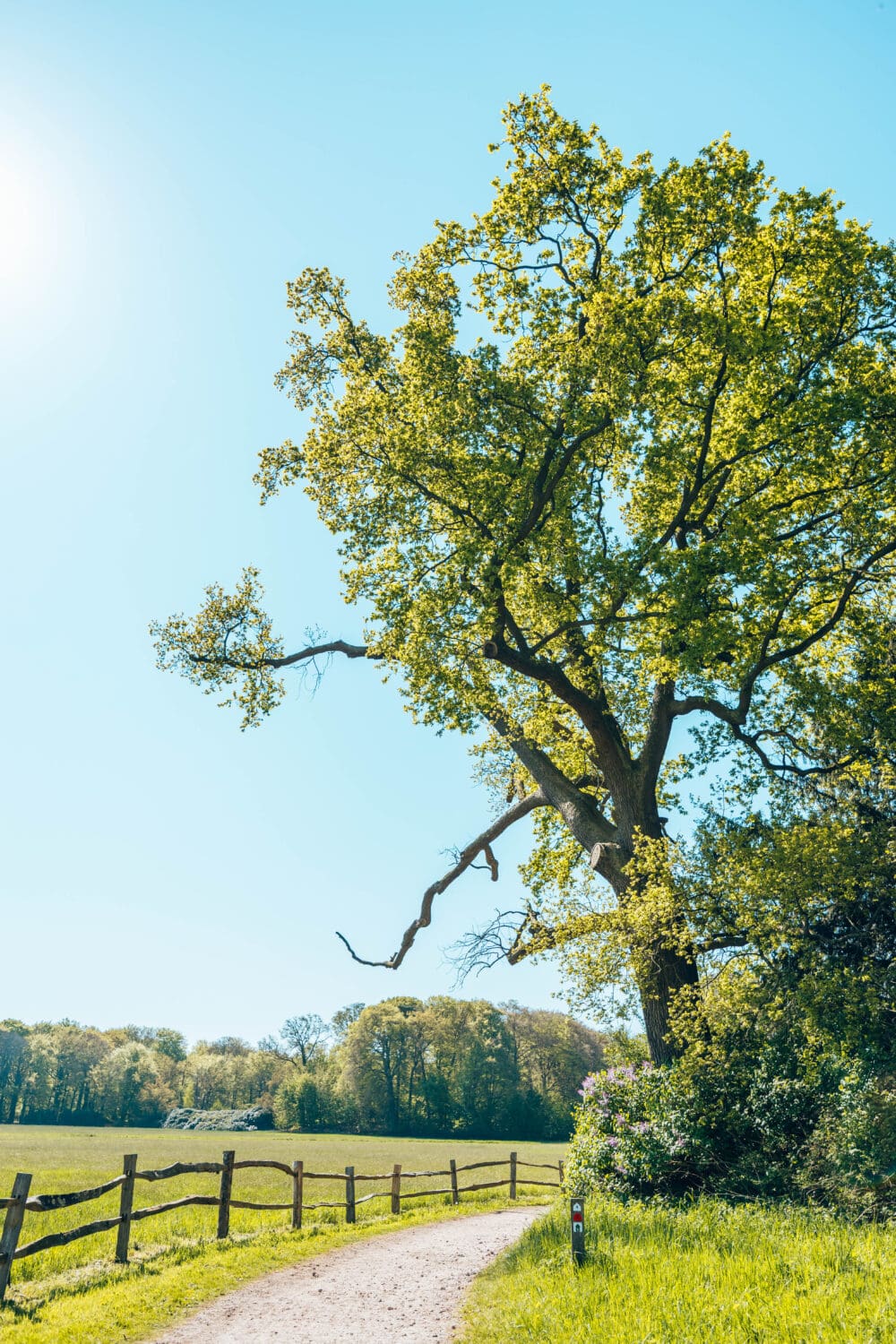 Nationaal Park Hollandse Duinen