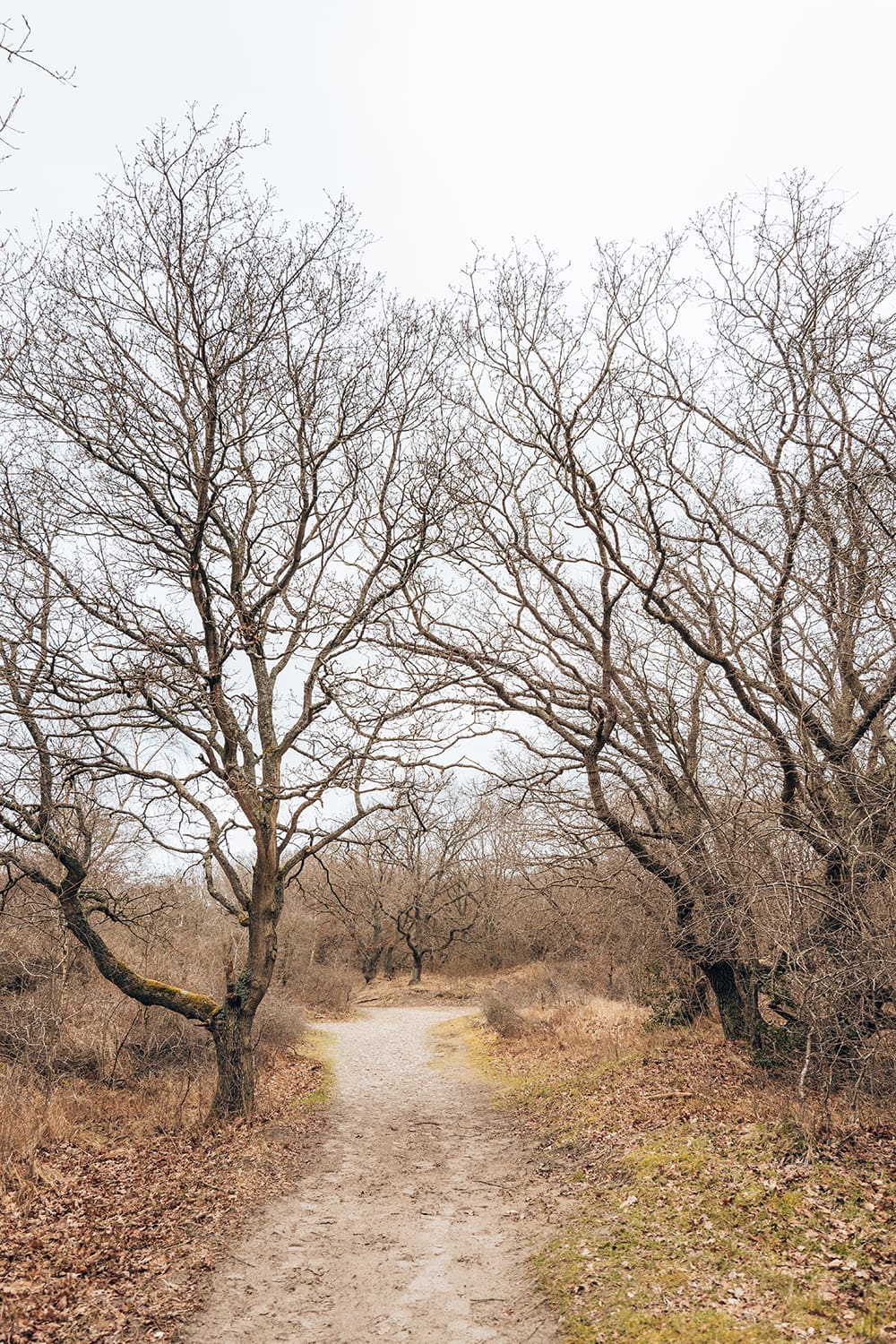 Nationaal Park Hollandse Duinen