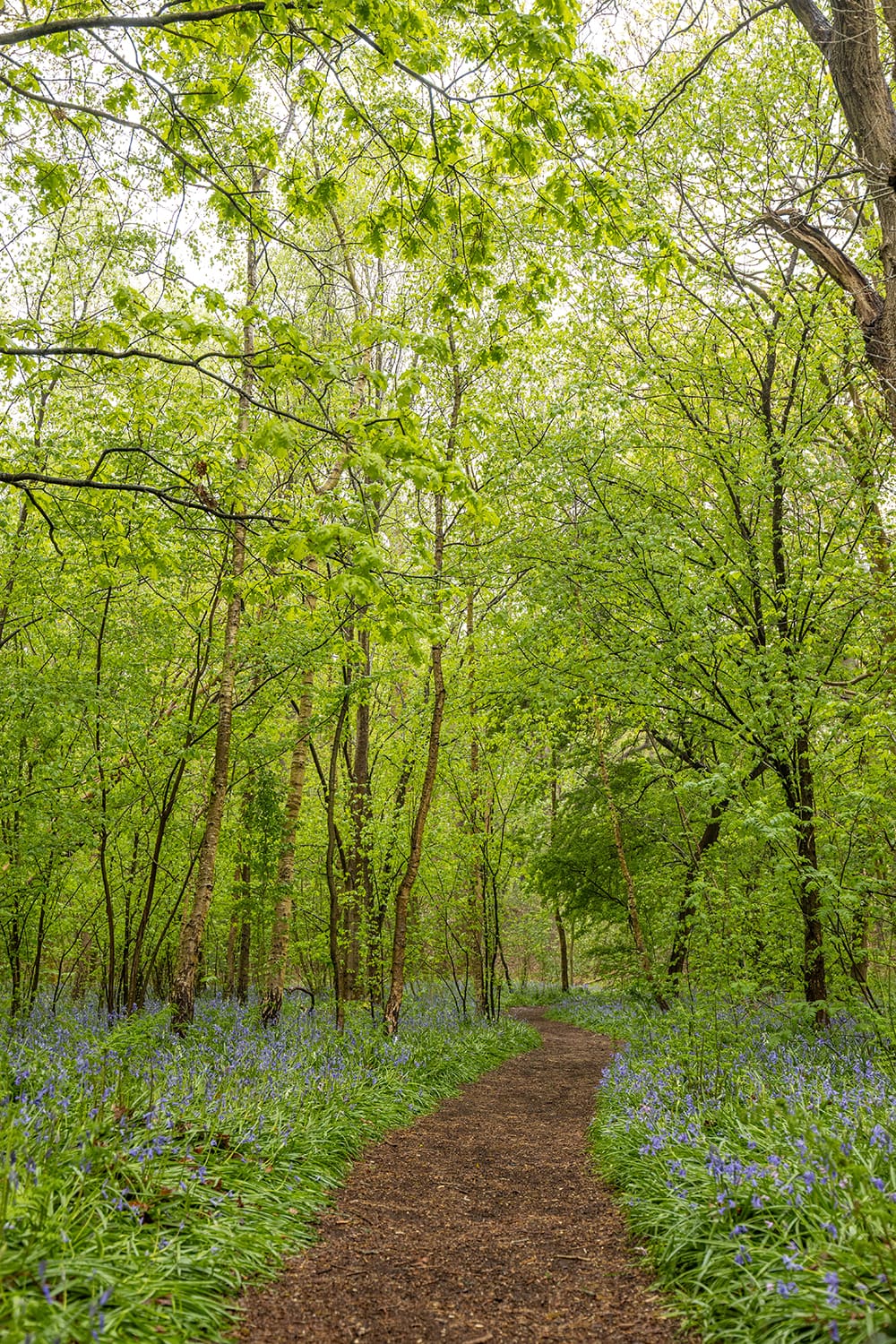Nationaal Park Hollandse Duinen