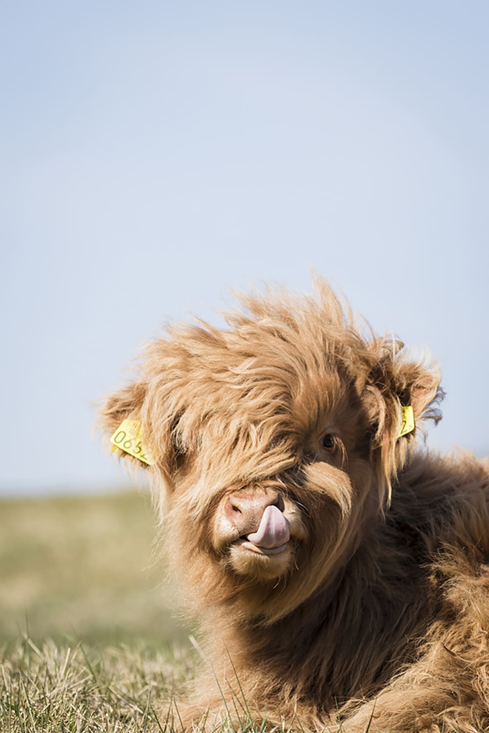 Nationaal Park Hollandse Duinen