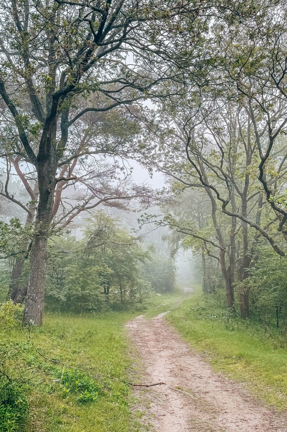 Nationaal Park Hollandse Duinen
