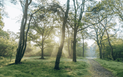 5x wandelen door de Kaapse Bossen 