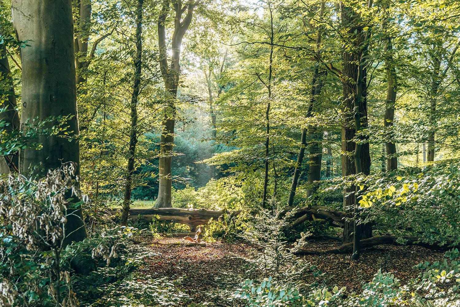 Groevenbeek