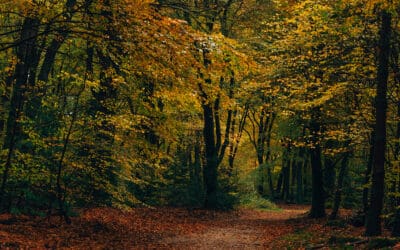 Wandelroute Cultuurhistorie Speulderbos 