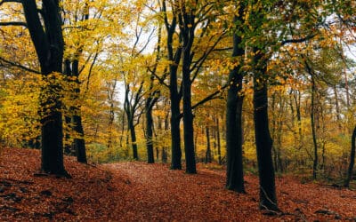 Wandelroute Hoog Buurlo 