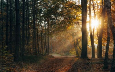 Komootroute Leuvenumse Bos 